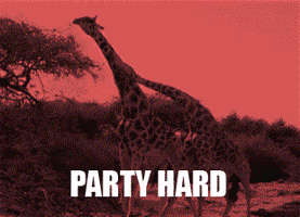 Wildlife gif. Two giraffes fling their long necks around as the video flashes rainbow party lights like they're at a rave. Text, “Party hard.”