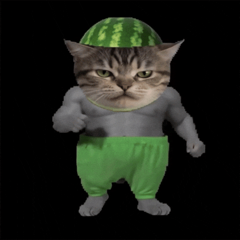 Cat Kitten GIF by POST-WEB