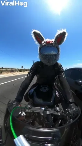 Motorcycle Rabbit Races Car GIF by ViralHog