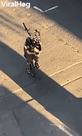 Unicycling Villain Plays Fire-Spitting Bagpipes GIF by ViralHog