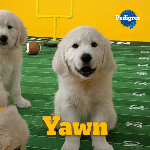 Dog Food GIF by PEDIGREE US