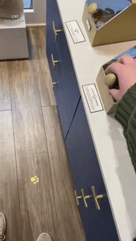 Funny Dog GIF by Petsochic