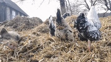 Ponyhof KlippKlapp GIF