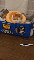 Cat Sleeping GIF by STAGEWOLF