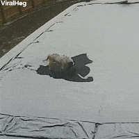 Dog Decides To Take A Load Off On Pool Cover During Snow Storm GIF by ViralHog