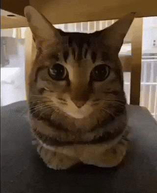 Cat GIF