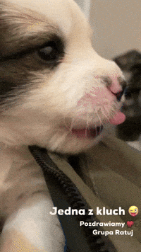 Cute-baby-animal GIFs - Get the best GIF on GIPHY