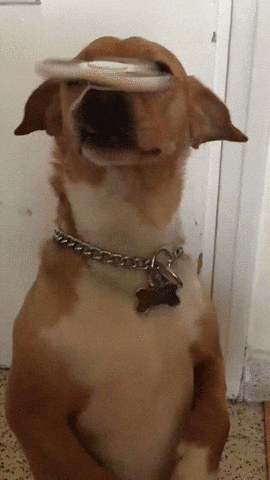 Dog Fidget Spinner GIF - Find & Share on GIPHY