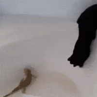 200.gif?cid=fc005b08757f72aa6e63d6761ce444e8e3eb67ddbd46dda7&rid=200.gif&ct=g