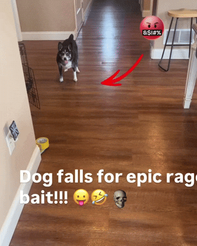 Dog Funny Rage GIF