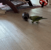 Monk GIF