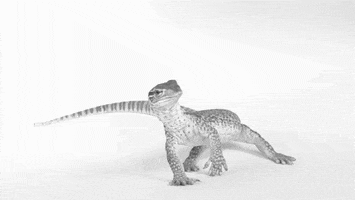 lizard wag tail snarling gif animals giphy gifs