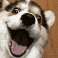 Happy Dog GIFs - Find & Share on GIPHY