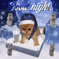 Good Night Cat GIF