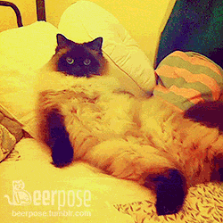 Ragdoll Cat GIFs - Get the best GIF on GIPHY