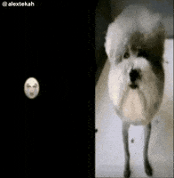 Dog Meme No Gif GIF