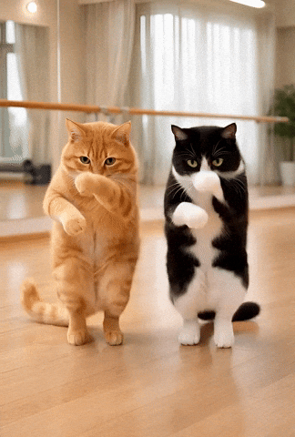Dancing Cat GIF