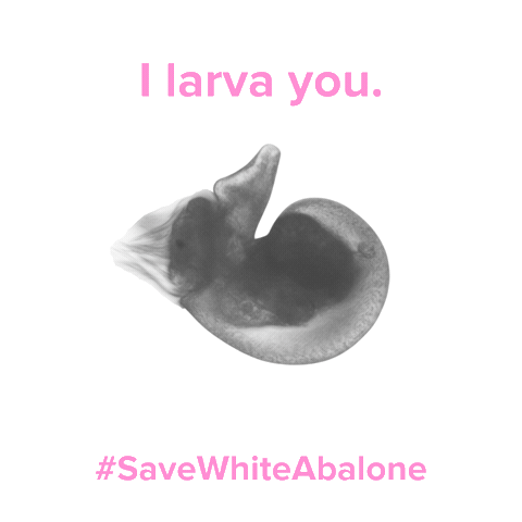 White Abalone GIFs on GIPHY - Be Animated