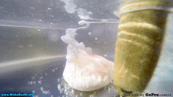 eggs GIF by Digg
