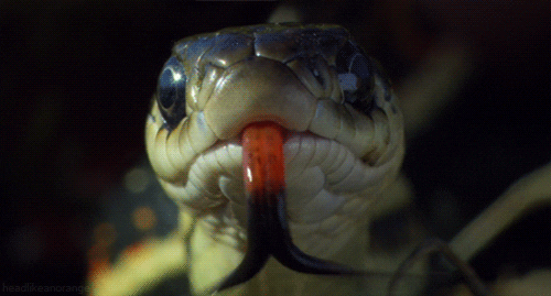Red-sided-garter-snake GIFs - Get the best GIF on GIPHY