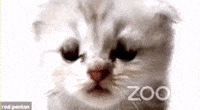 Norvina-cat GIFs - Get the best GIF on GIPHY