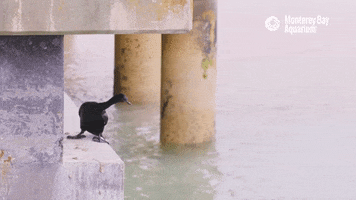 Bird Cormorant GIF by Monterey Bay Aquarium