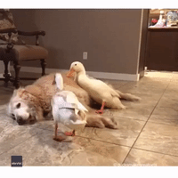 Enthusiastic Ducks Try to Persuade Sleepy Dog to Play With Them