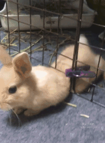 bunnies fact GIF