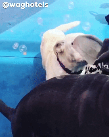 waghotels dog dogs california bubbles GIF