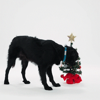 Knock Christmas Tree GIF by Petsure UK