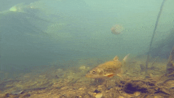 Peces Rio Besos GIF