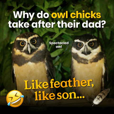 Fathers Day Owls GIF by Mandai Wildlife Reserve