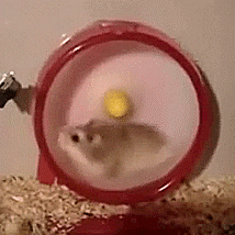 Hamster meme gif