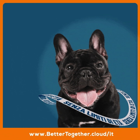 BetterTogether_Italia bulldog bettertogether assicurazione senza limiti di età GIF