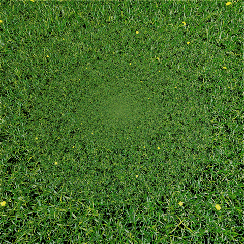 Grass Field GIF by Feliks Tomasz Konczakowski