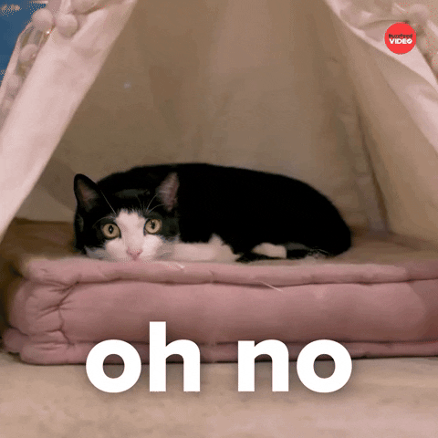 International Cat Day Cats GIF by BuzzFeed