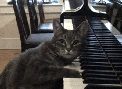 Cat Piano GIF - Find & Share on GIPHY