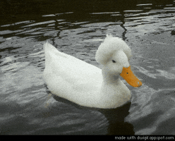 fro canard GIF