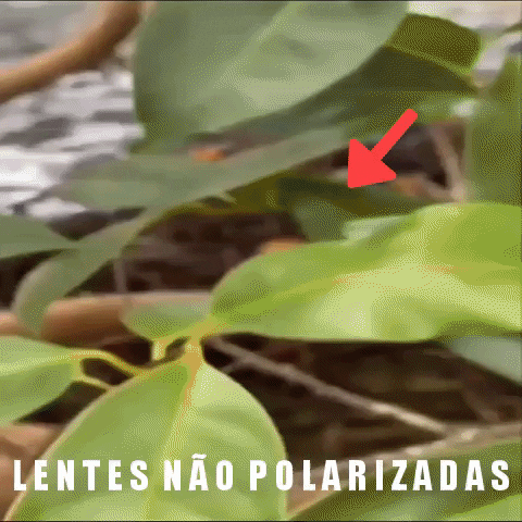 Lentes GIF