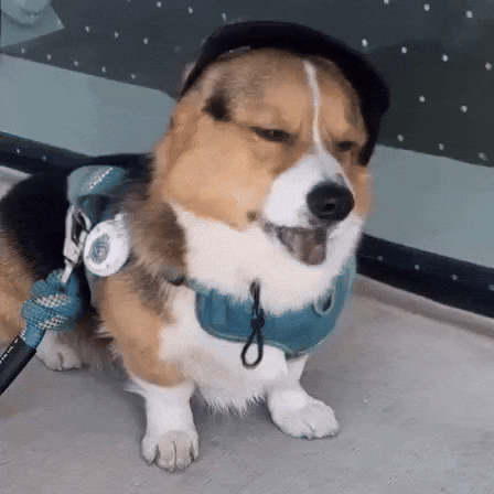 Dog Corgi GIF