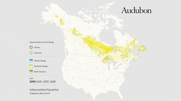Yellow-Bellied Flycatcher GIF by audubon