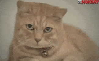 GIF by FirstAndMonday