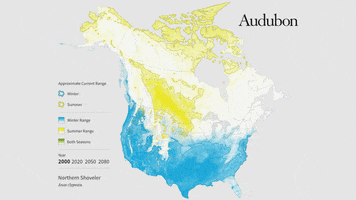 northern shoveler GIF by audubon