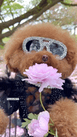 Bob Ross Flowers GIF