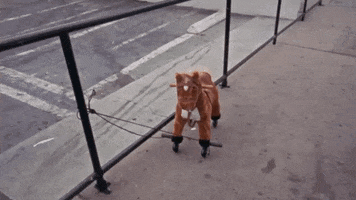 Unimpressed Horse GIF by PIXIES