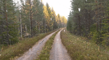 Nature GIF