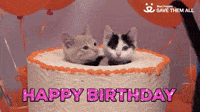 happy birthday cat memes funny