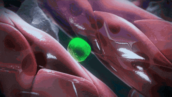 stem cells blood cell GIF by Harvard University