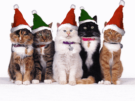 Christmas Cat GIFs - Find & Share on GIPHY