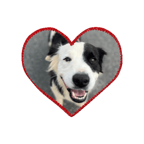 The Sato Project Sticker